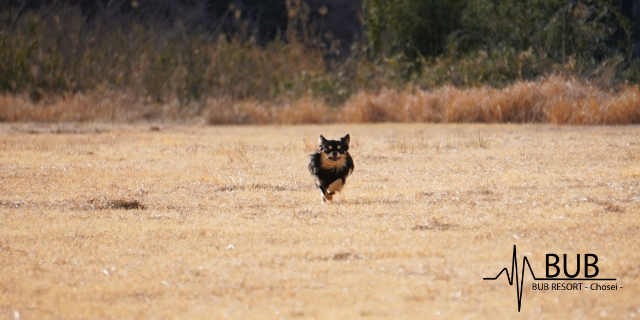 犬が走っている