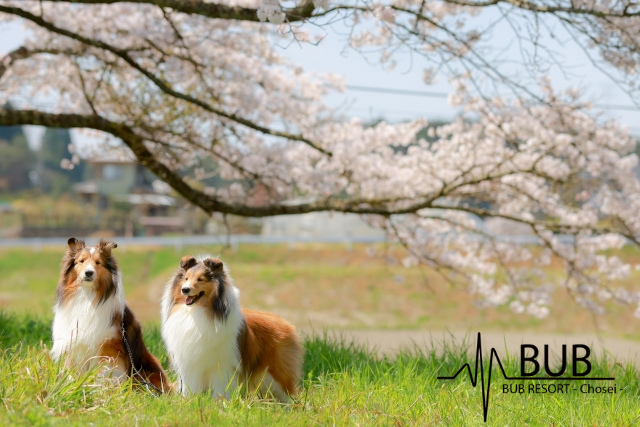 犬が二匹
