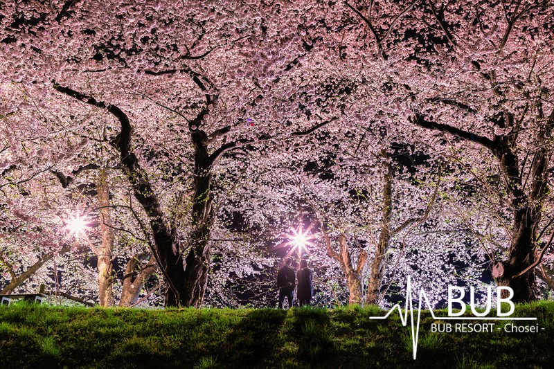 桜を見ているカップル