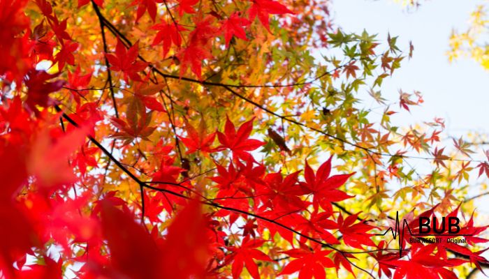 紅葉